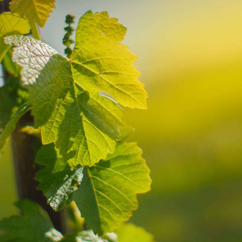 Vinařství Straka Petr