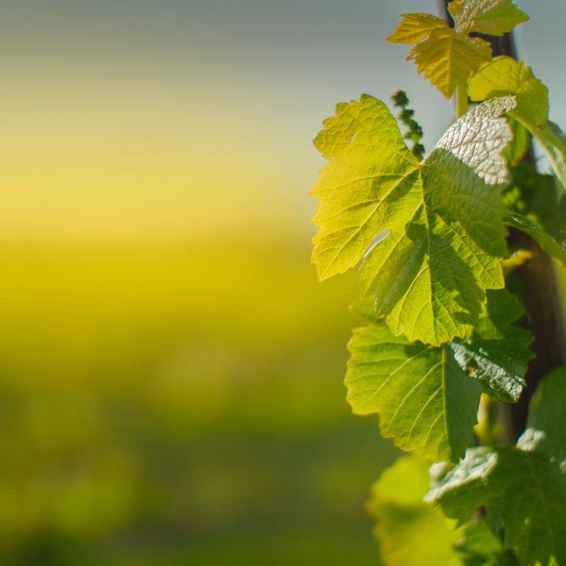 Vinařství Netopilík