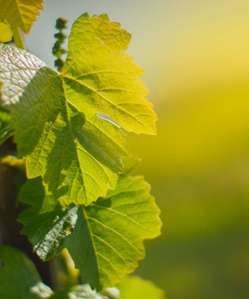 Vinařství Filipovič Jaromír a Lukáš